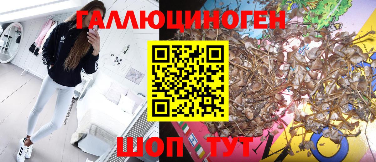 Галлюциногенные грибы Psilocybe Сертолово